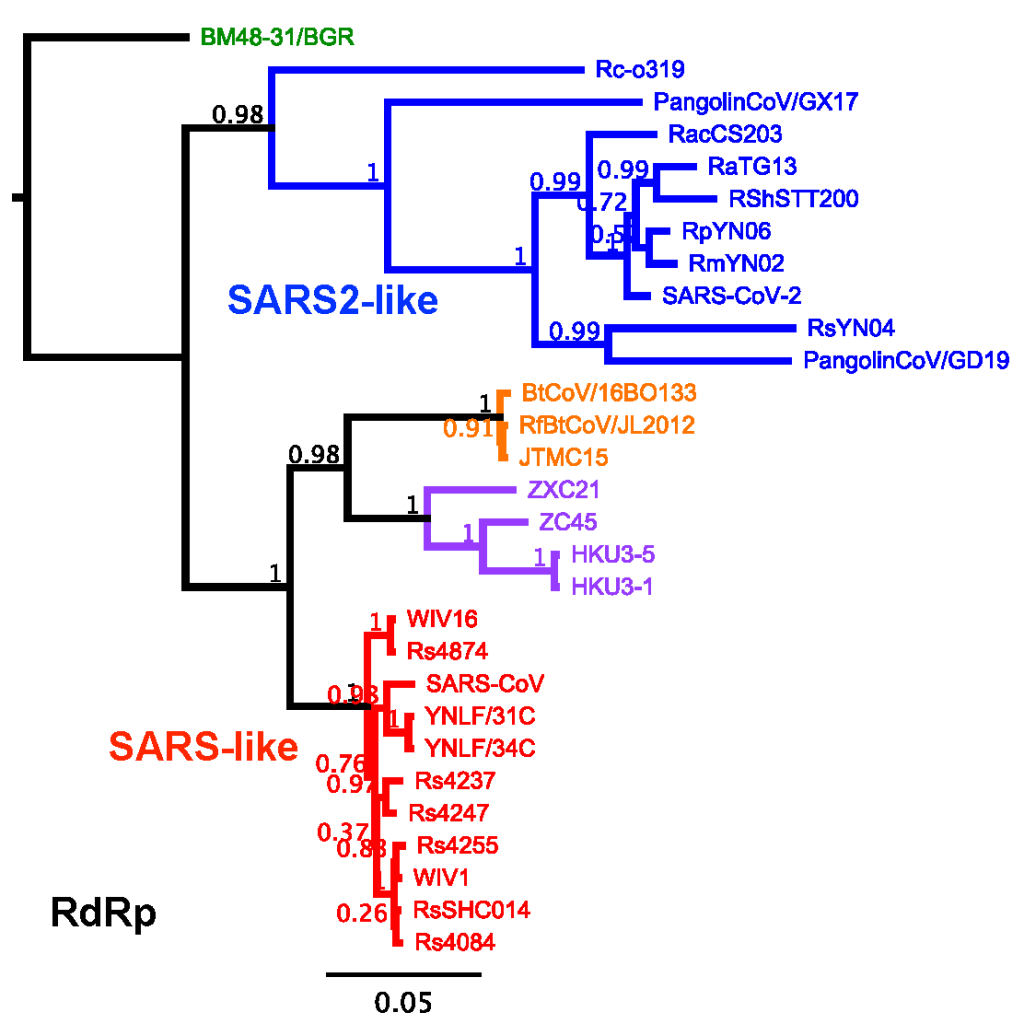 Fylogenetická a rekombinačná analýza vírusov podobných SARS-CoV-2